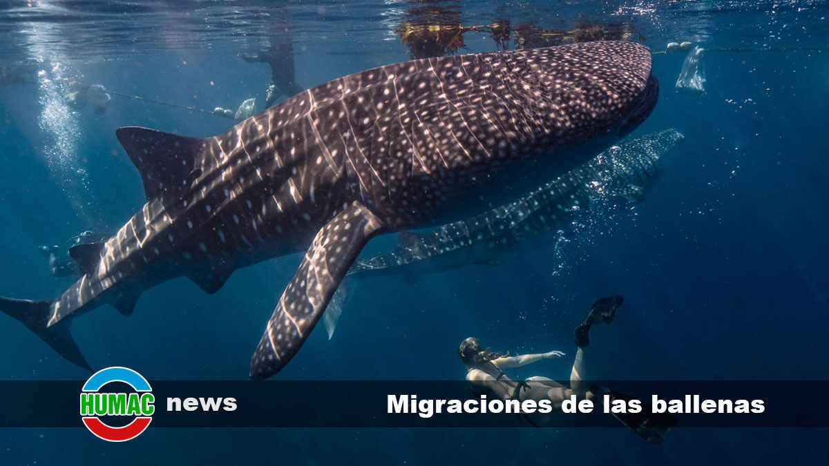 migraciones de las ballenas