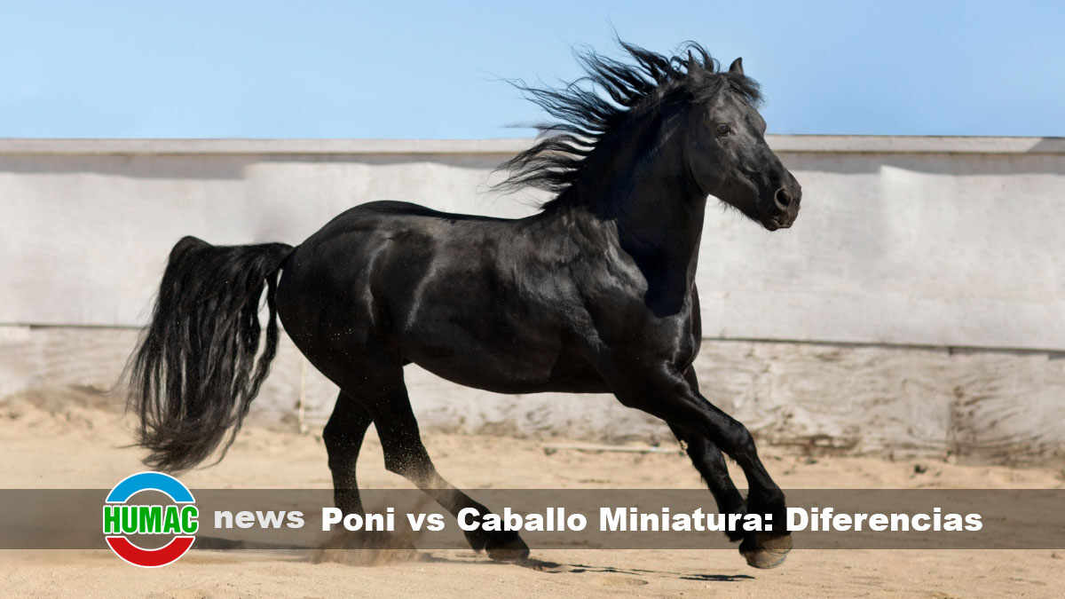 Poni vs Caballo Miniatura: Diferencias
