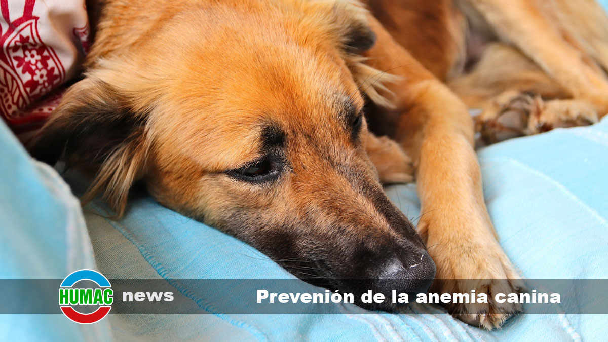 prevención de la anemia canina