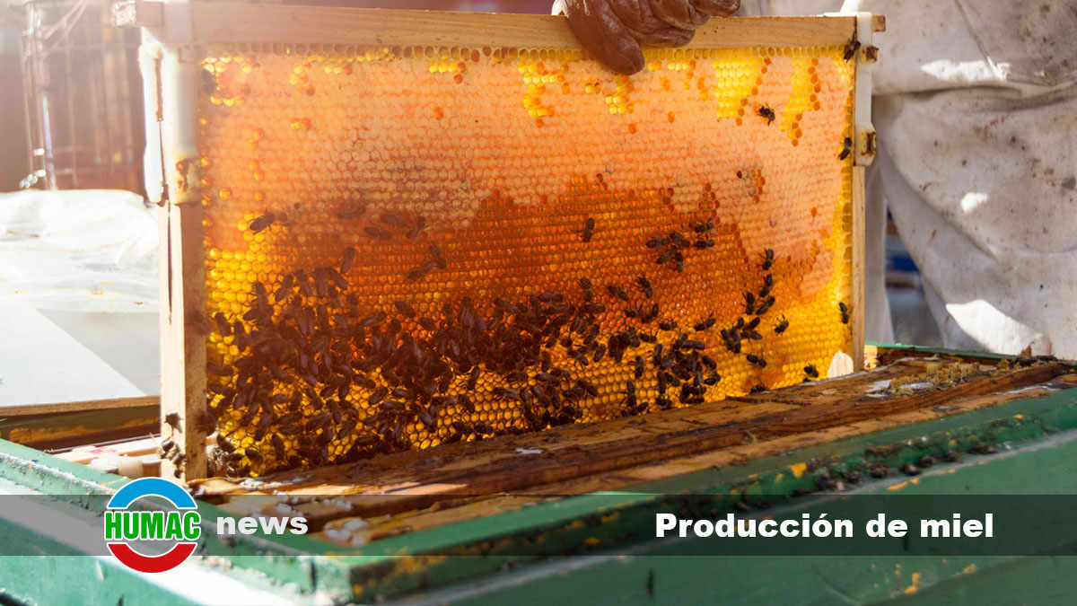 produccion de miel
