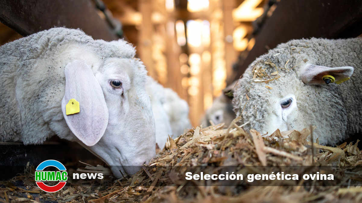 Selección genética ovina y su importancia en la cría de corderos