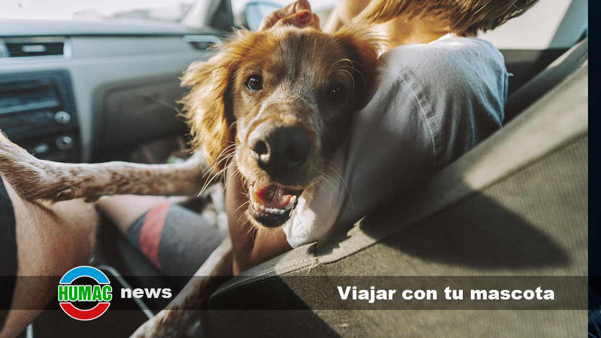 10 destinos para viajar con tu mascota por España