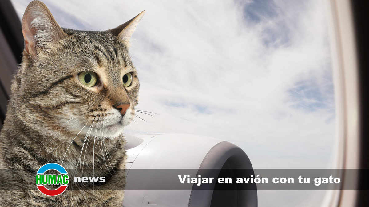 viajar en avión con tu gato