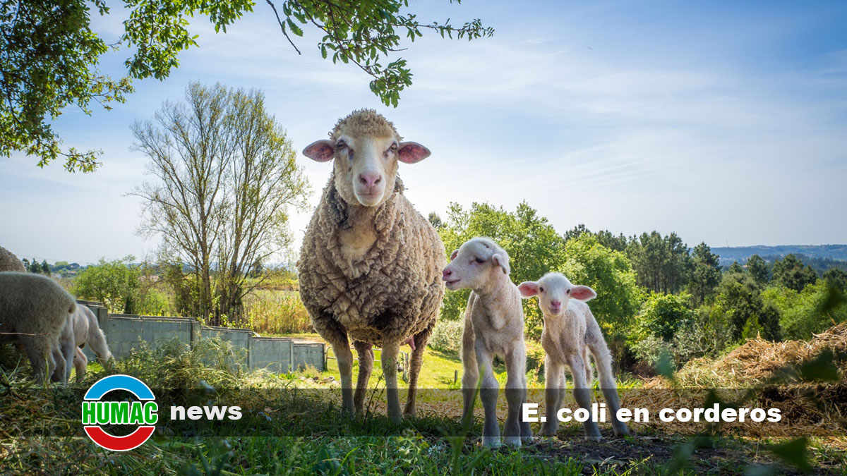 E. coli en corderos: causas y tratamientos