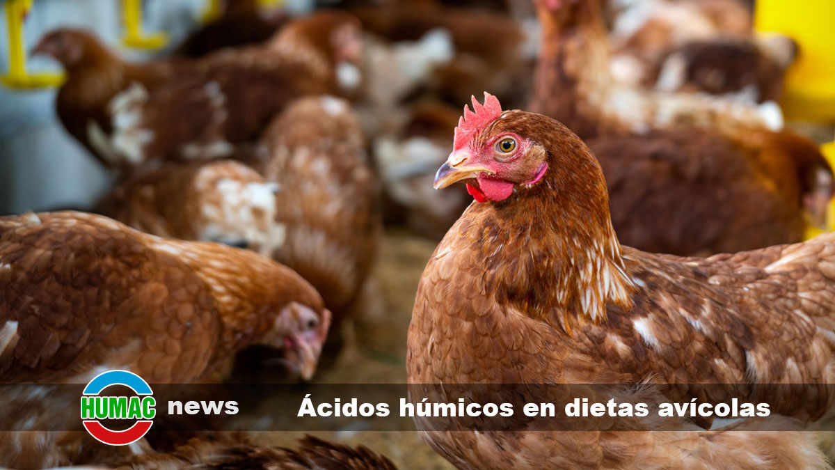 ácidos húmicos en dietas avícolas