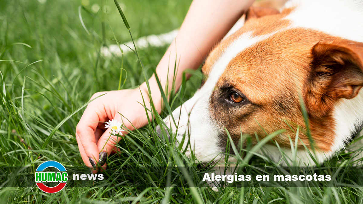 Alergias en mascotas: cómo los ácidos húmicos pueden ayudar a aliviarlas