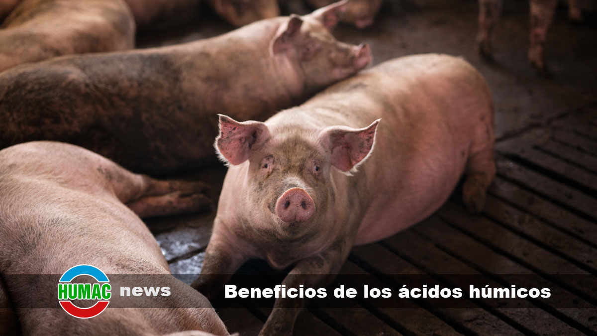 Beneficios de los ácidos húmicos en la cría de los cerdos