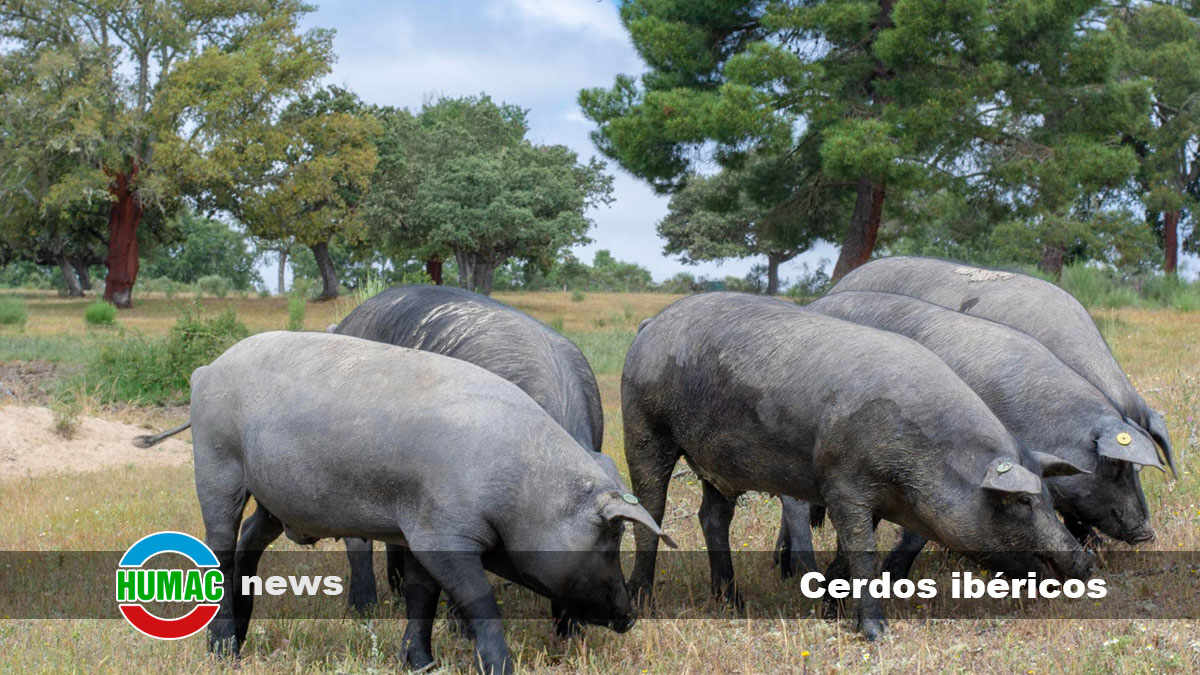 Cerdos ibéricos: ¿Cómo es la alimentación de esta raza de cerdos?