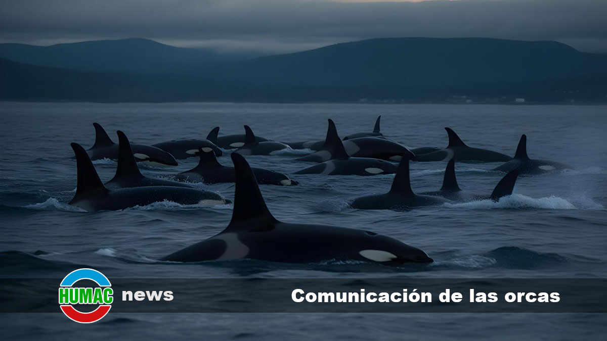 comunicación de las orcas