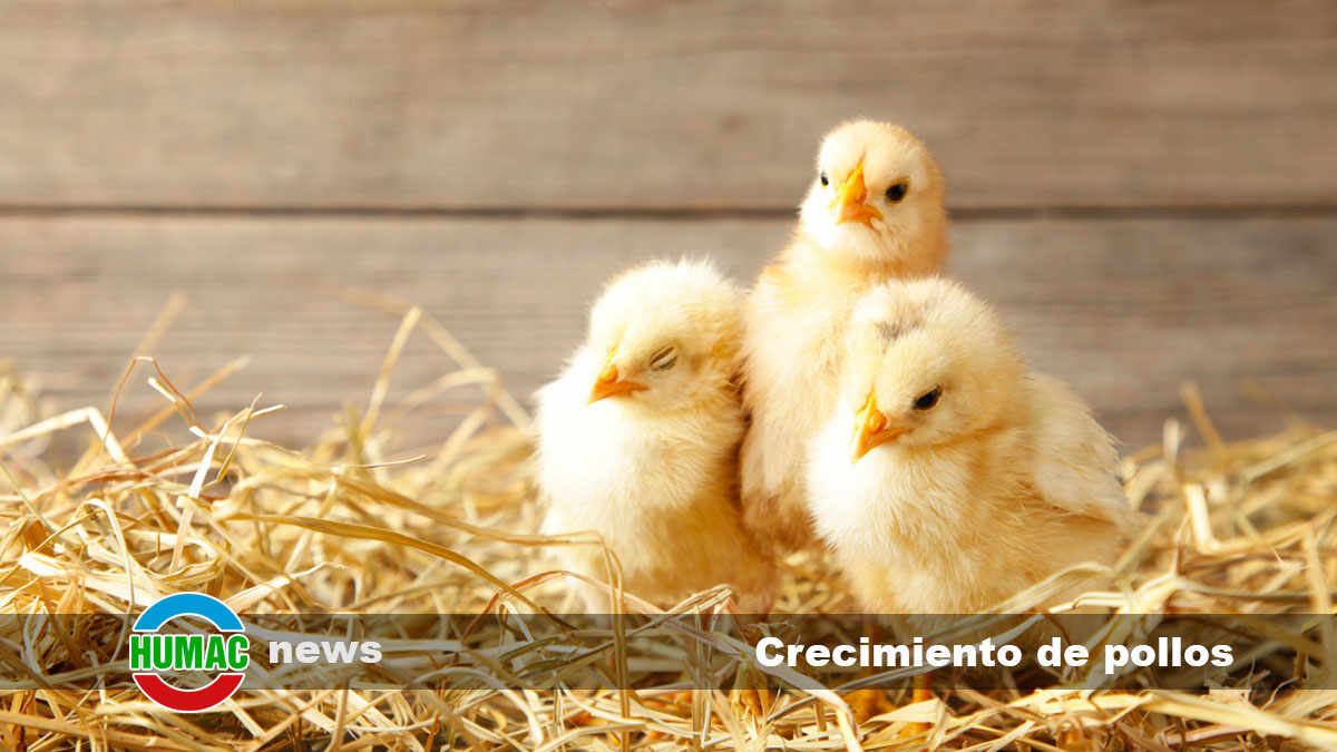 Crecimiento de pollos : beneficios de los suplementos orgánicos en su alimentación