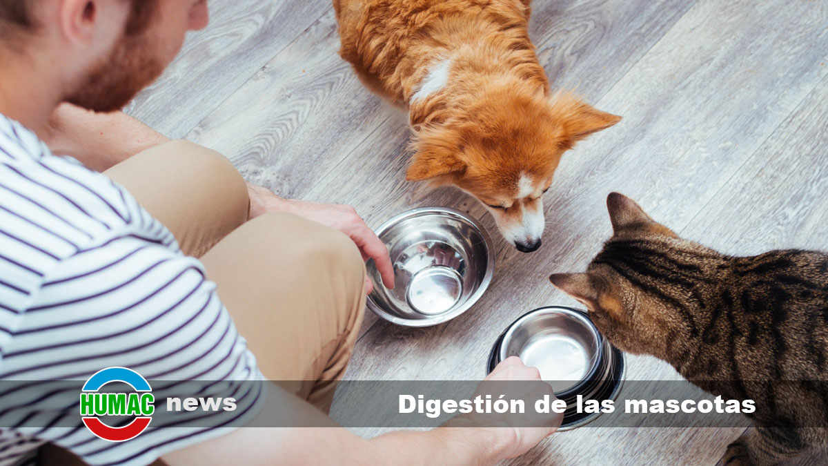 digestión de las mascotas
