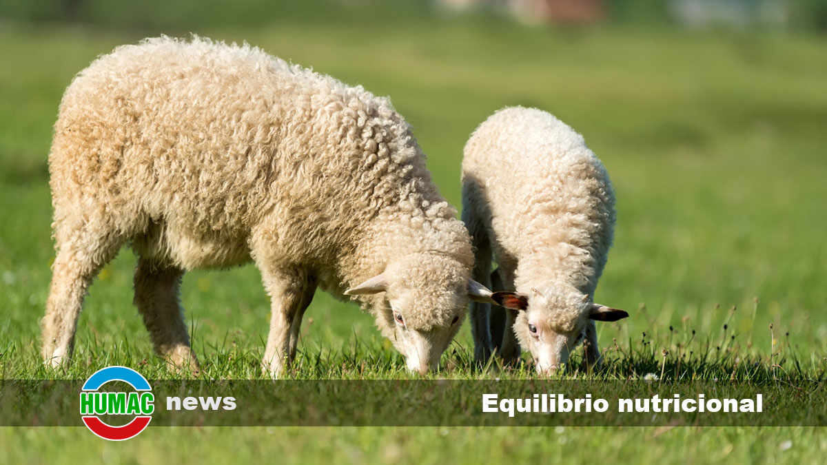 Cómo lograr el equilibrio nutricional para el crecimiento de corderos con suplementos orgánicos