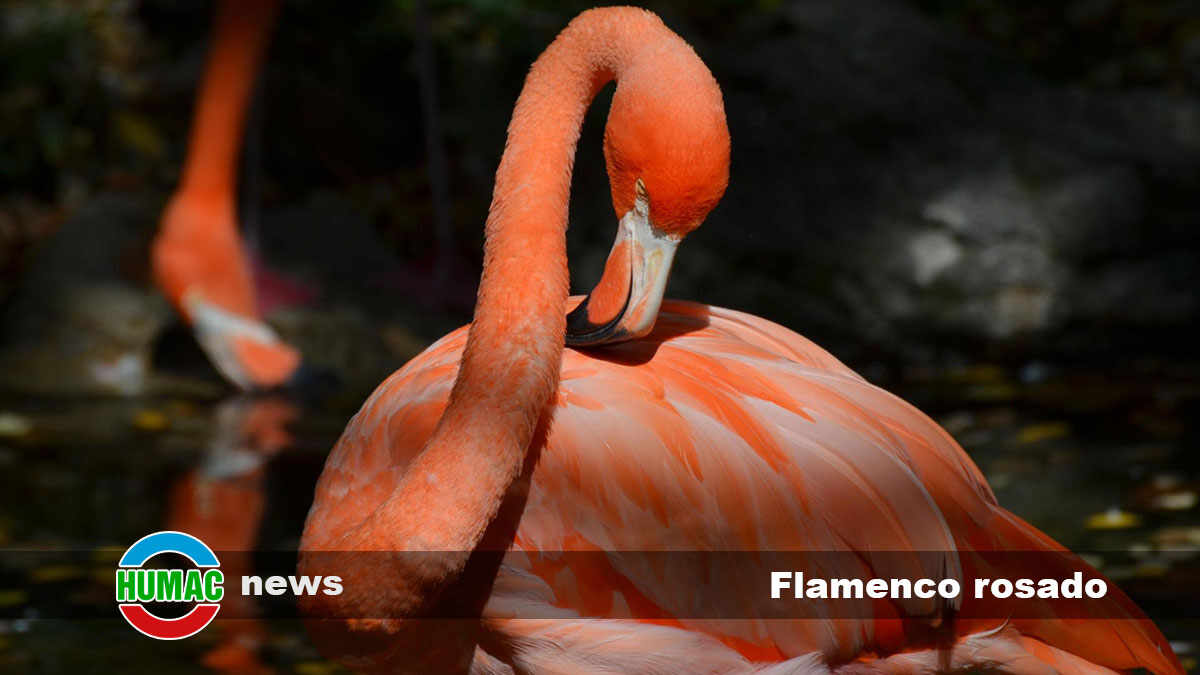 El flamenco rosado: descubriendo su elegancia y su fascinante mundo