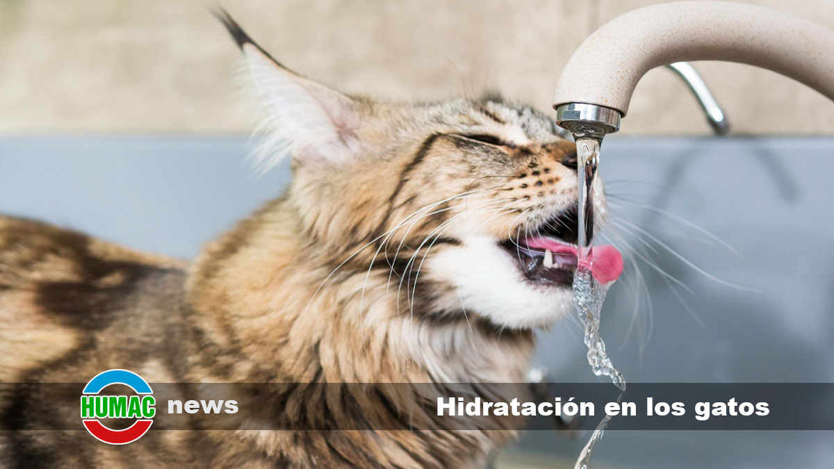 hidratacion en los gatos