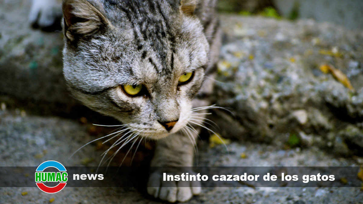 instinto cazador de los gatos