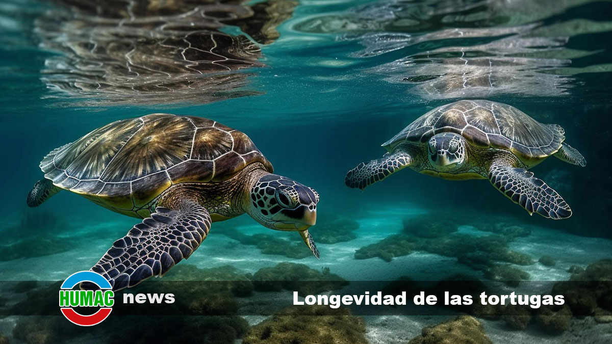 longevidad de las tortugas
