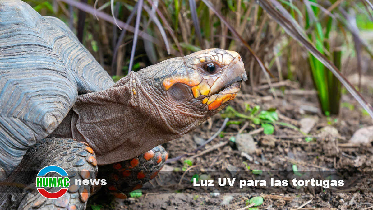 luz UV para las tortugas