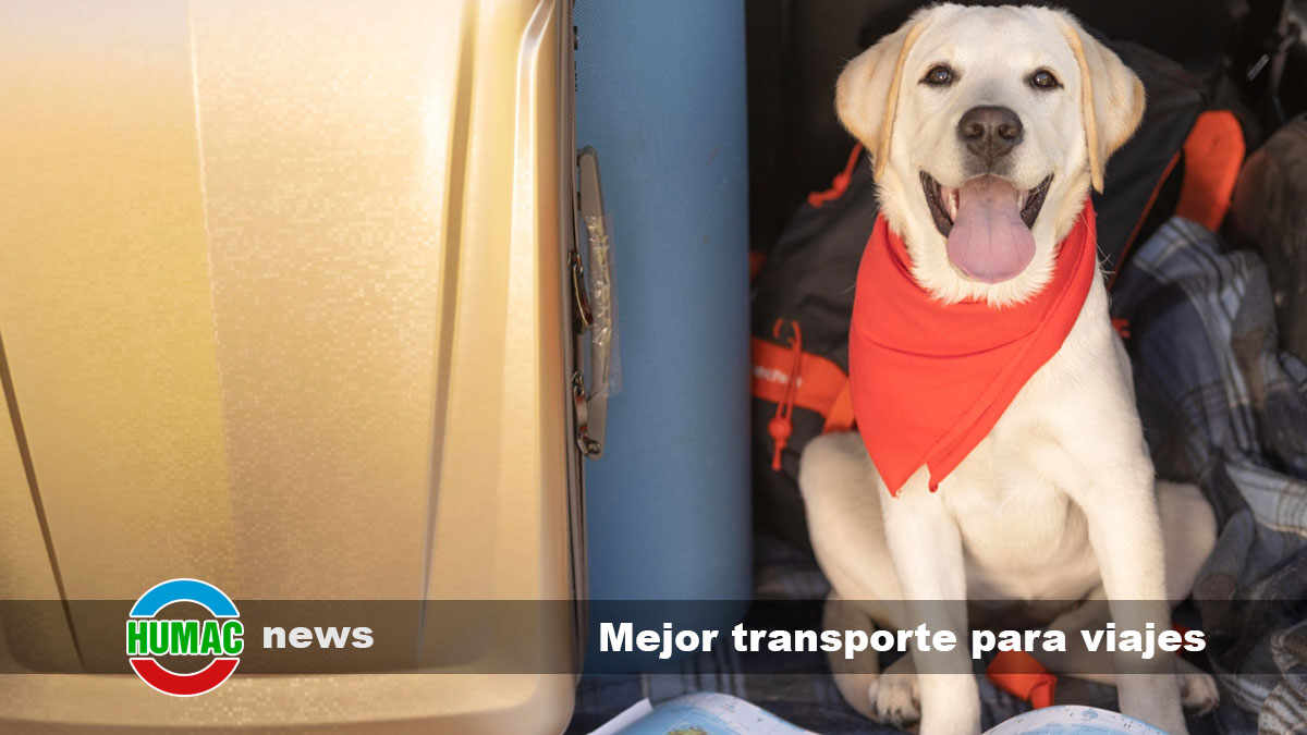 ¿Cómo elegir el mejor transporte para viajes con perros?