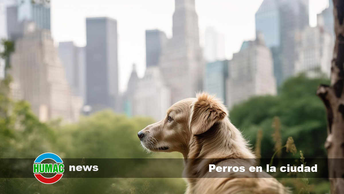 Perros en la ciudad: actividades y lugares pet-friendly en entornos urbanos