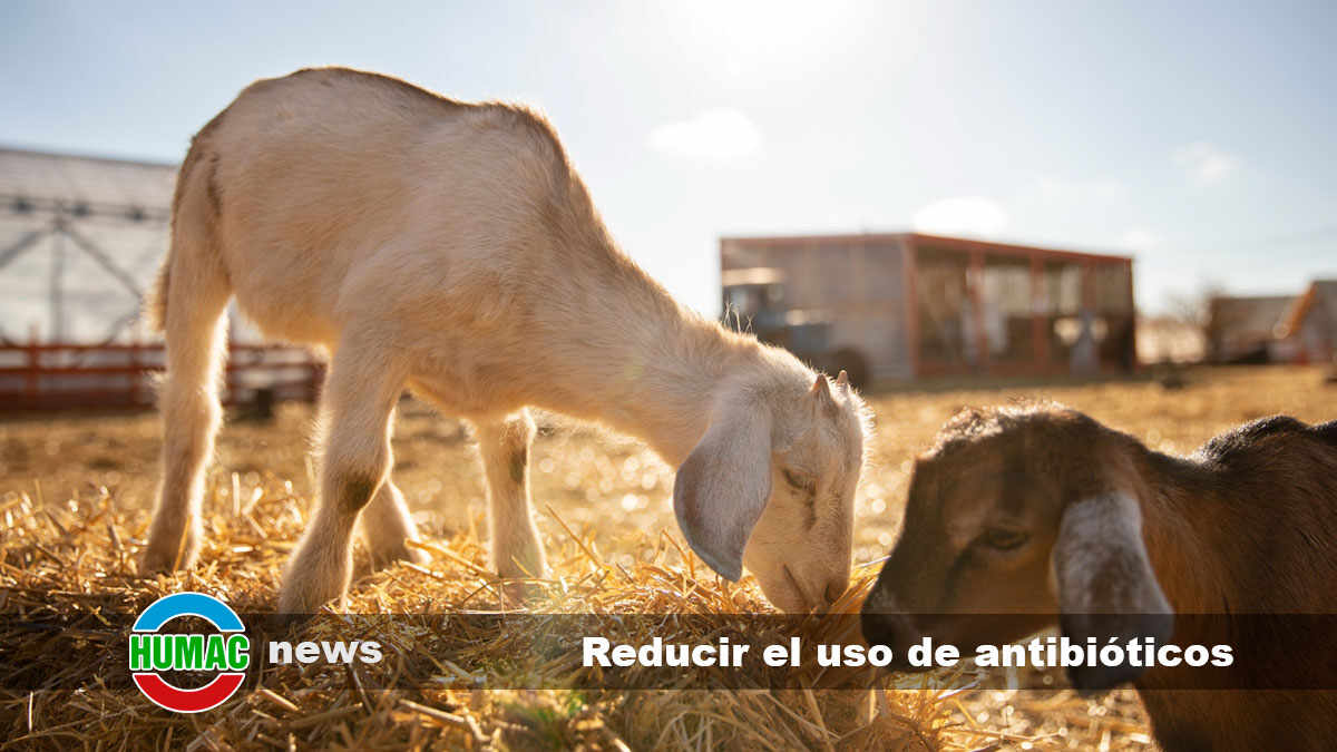 Ácidos húmicos para reducir el uso de antibióticos en granjas
