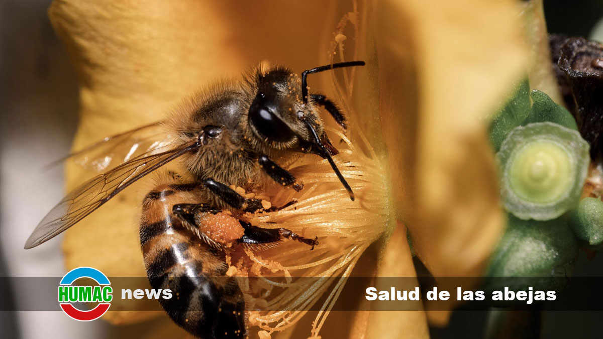 salud de las abejas