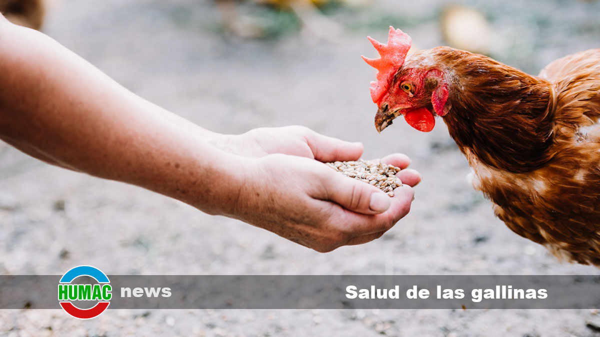 Salud de las gallinas: beneficios de suplementos orgánicos en su dieta