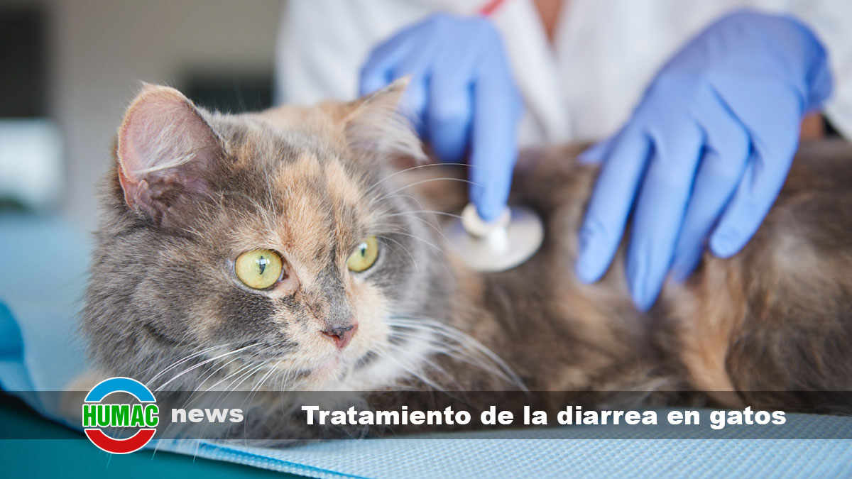 tratamiento de la diarrea en gatos