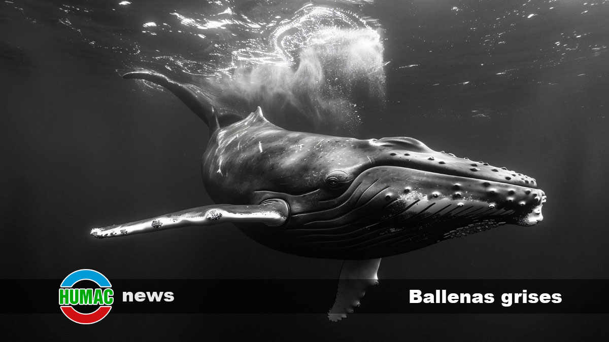 ballenas grises 1