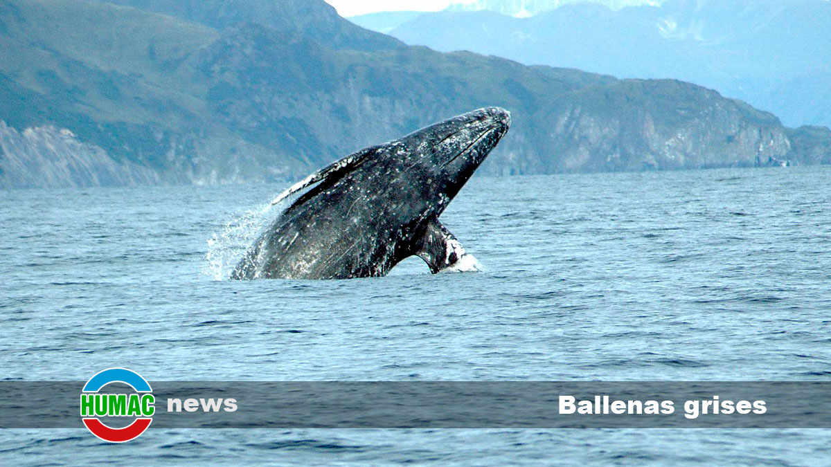 Curiosidades sobre las ballenas grises: las viajeras del Pacífico