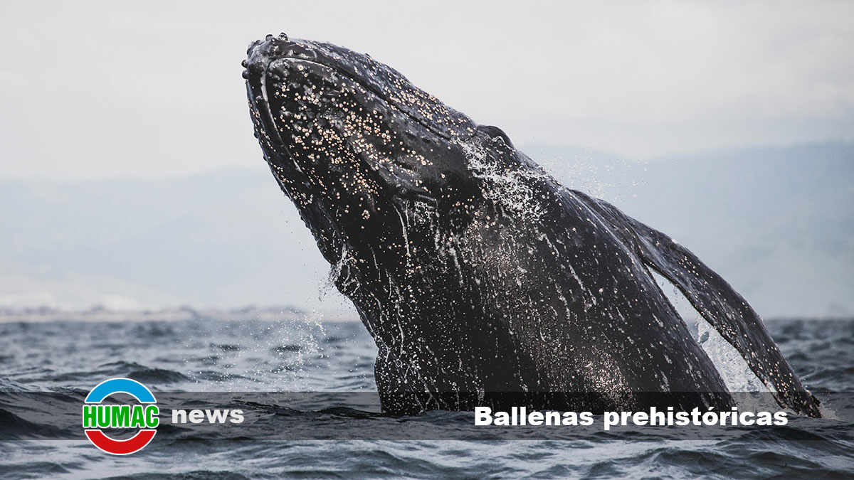ballenas prehistoricas