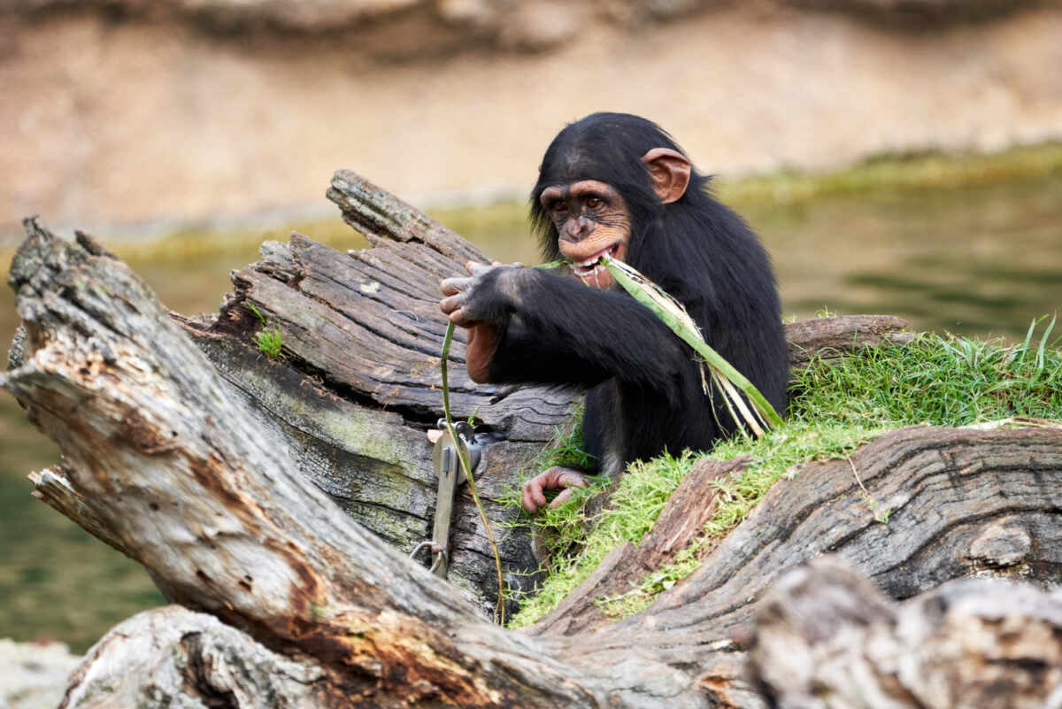 chimpancés y humanos
