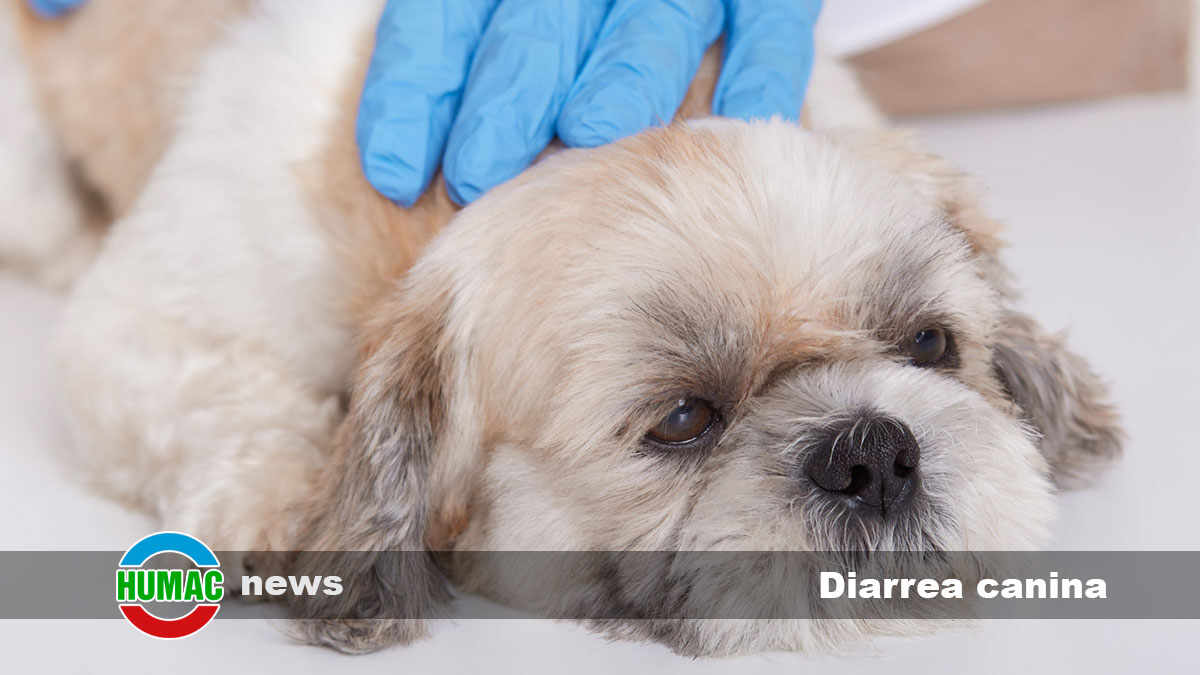 Tratamiento de la diarrea canina con ácidos húmicos: cómo recuperar a tu peludo amigo