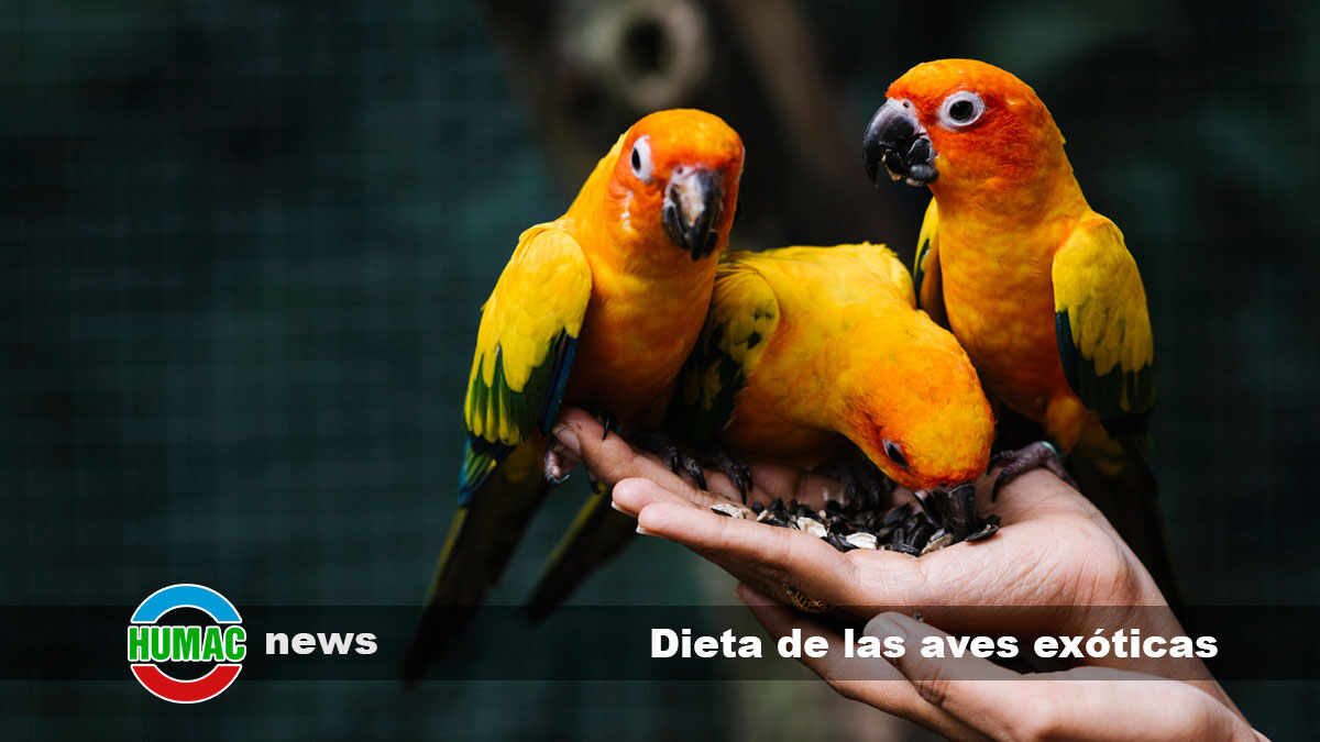 dieta de las aves exóticas