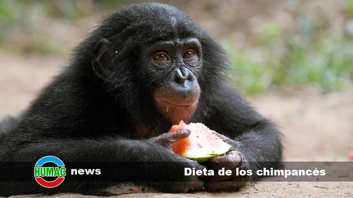 dieta de los chimpancés
