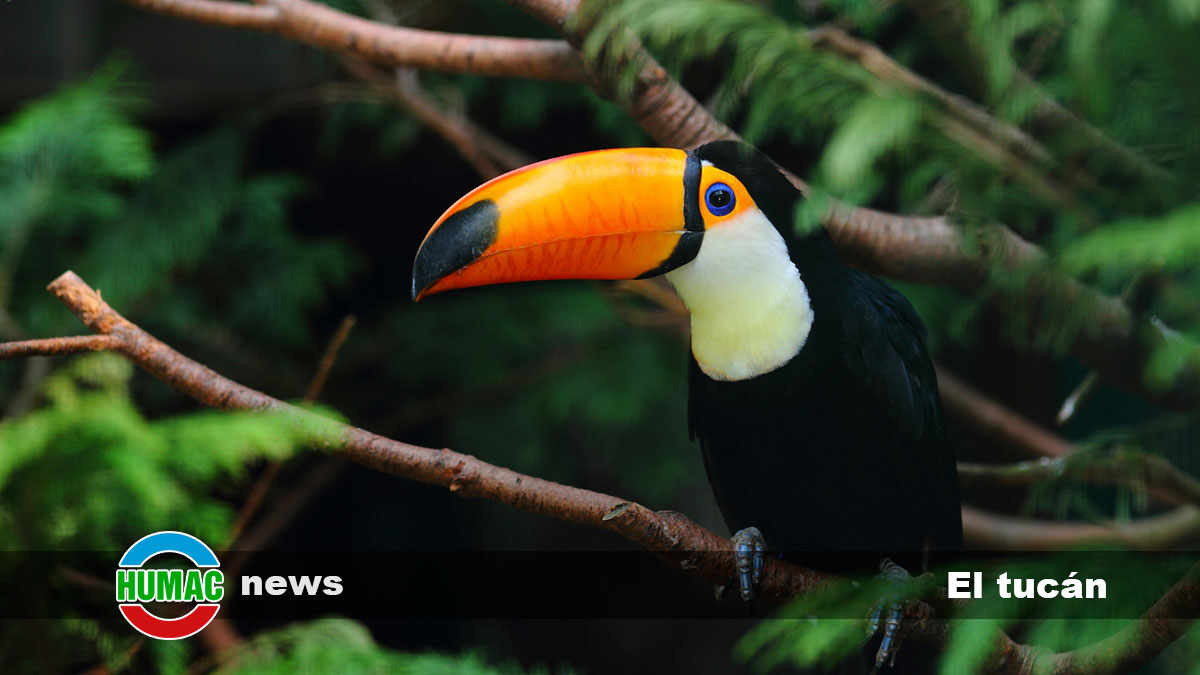 El tucán: alimentación, hábitat y características de este pájaro exótico