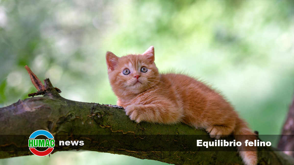 Equilibrio Felino: Explorando la Asombrosa Habilidad de los Gatos para Mantenerse en Balance