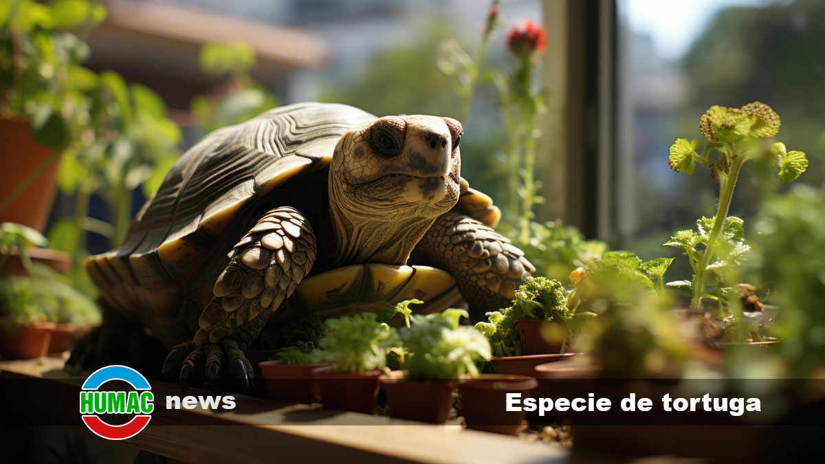 especie de tortuga 2