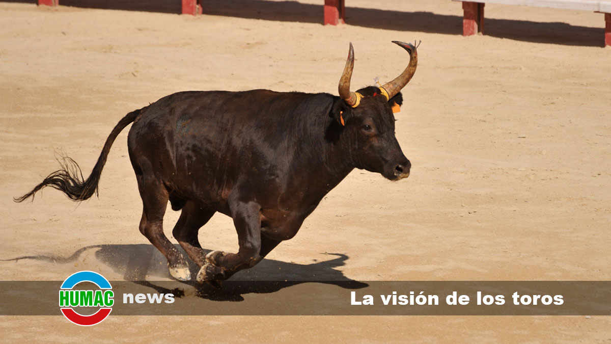La visión de los toros: ¿Distinguen colores o no?