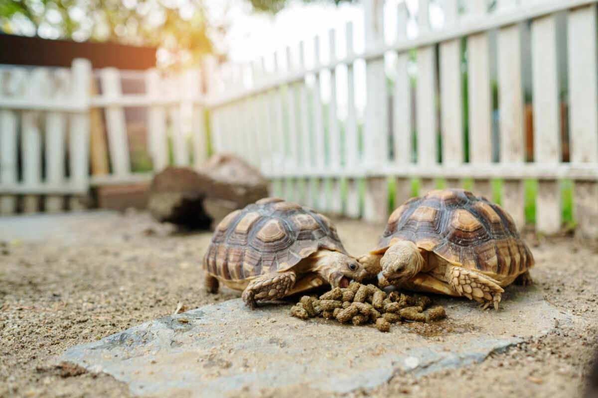 Muerte de tortugas domésticas: causas y consejos sobre cómo prevenirlo