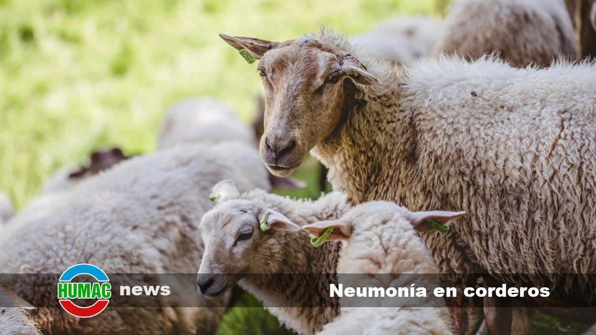 Cómo prevenir y tratar la neumonía en corderos