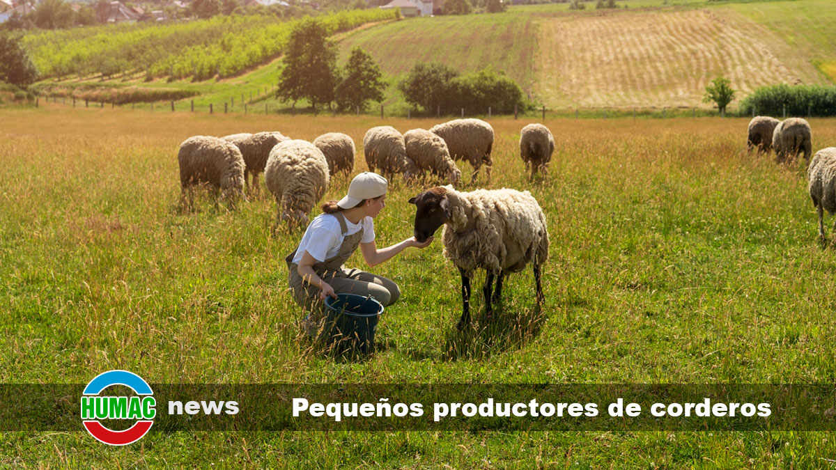 pequeños productores de corderos