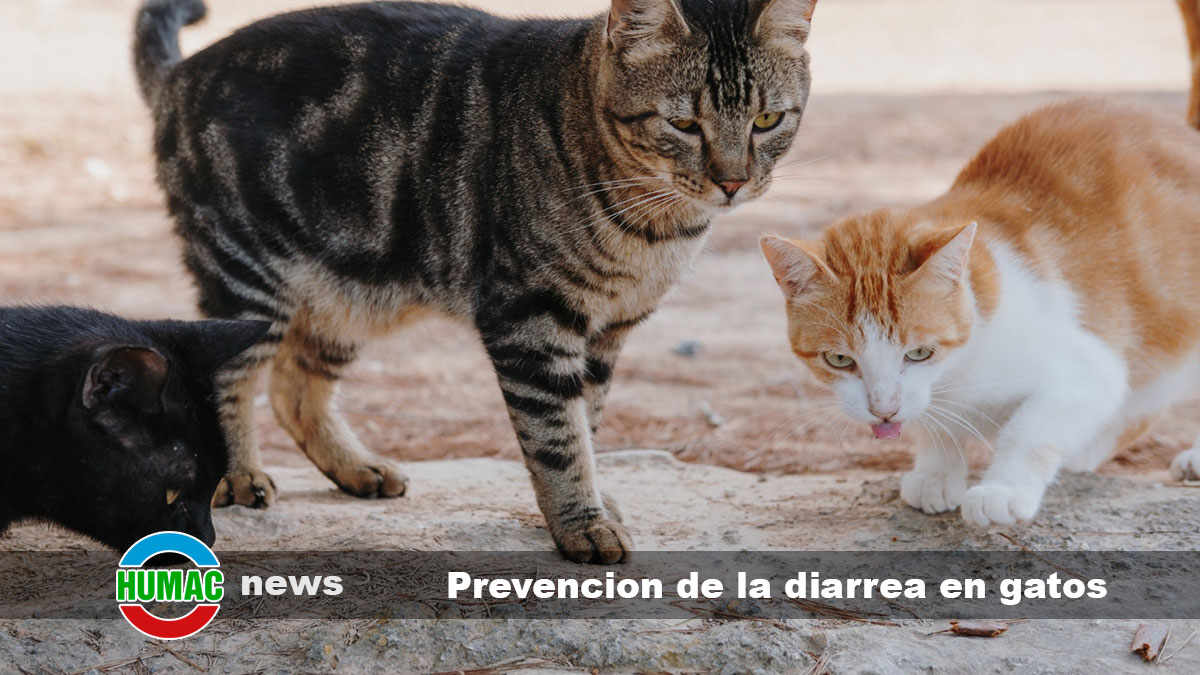 prevención de la diarrea en gatos