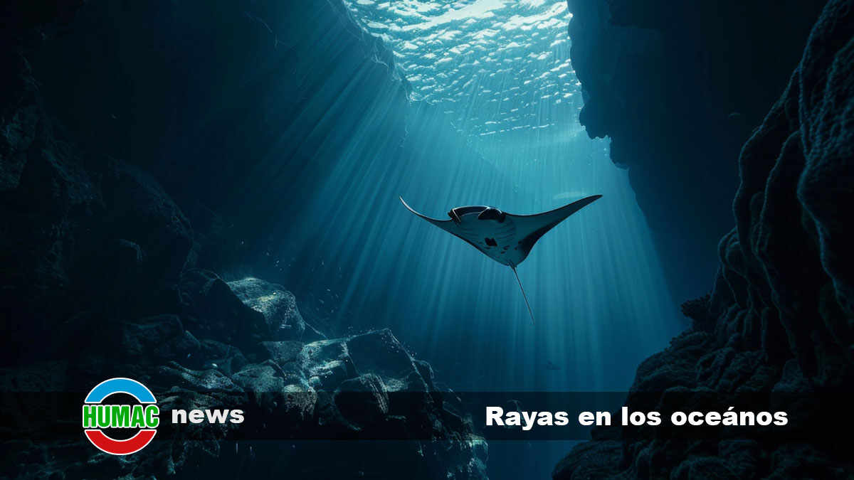 rayas en los oceános 1