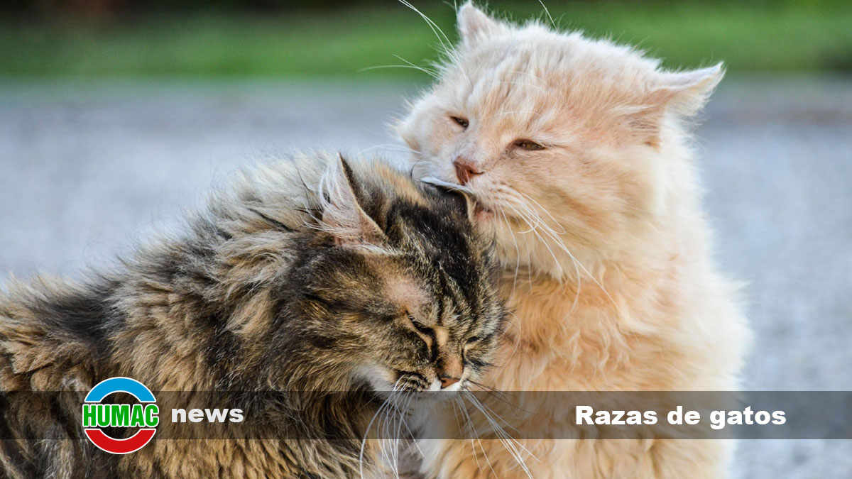 Razas de gatos: cuidados, nombres y características