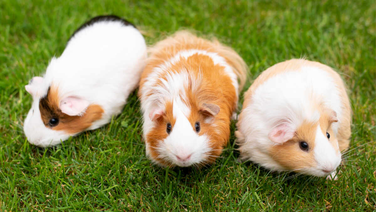 Roedores como mascotas: ¿qué roedores se pueden tener legalmente?