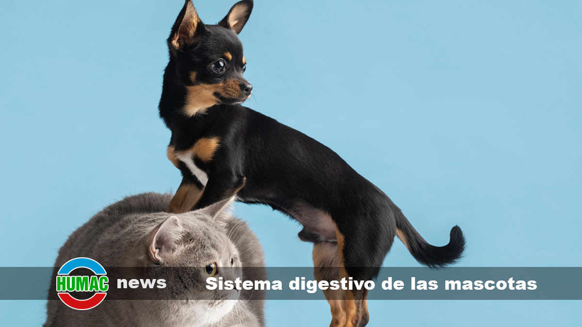 Sistema digestivo de las mascotas: cómo beneficiarlo con ácidos húmicos