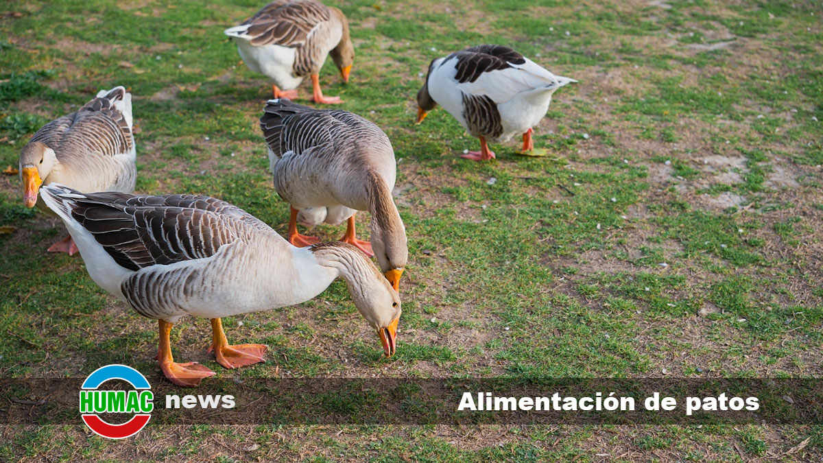 Alimentación de patos y los beneficios de los ácidos húmicos en su crianza