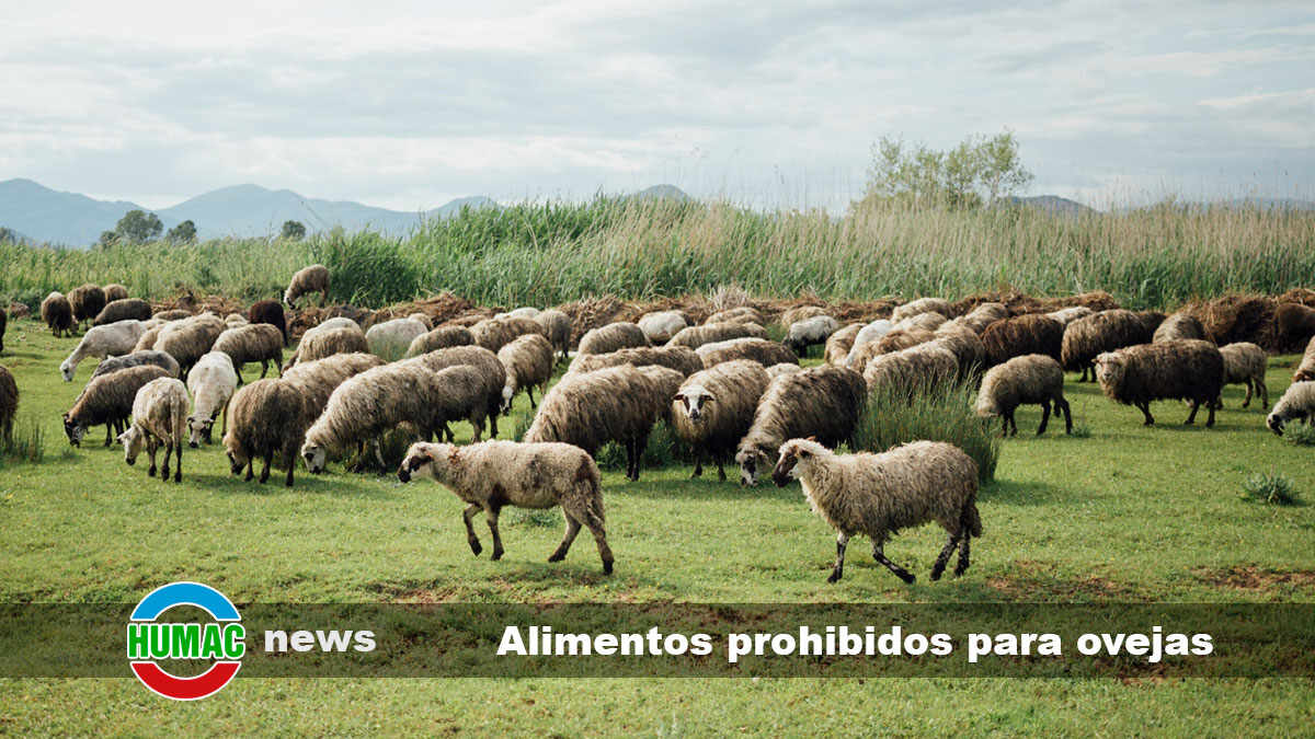 alimentos prohibidos para ovejas