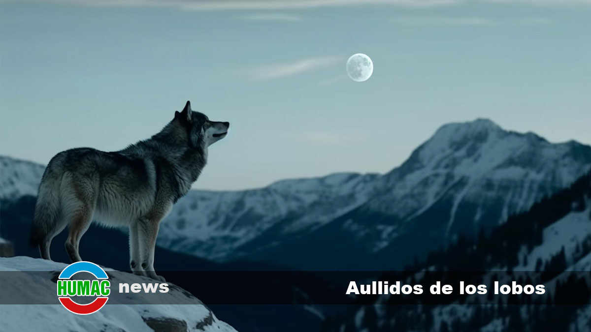 Secretos de aullidos de los lobos: curiosidades sobre la comunicación de los lobos