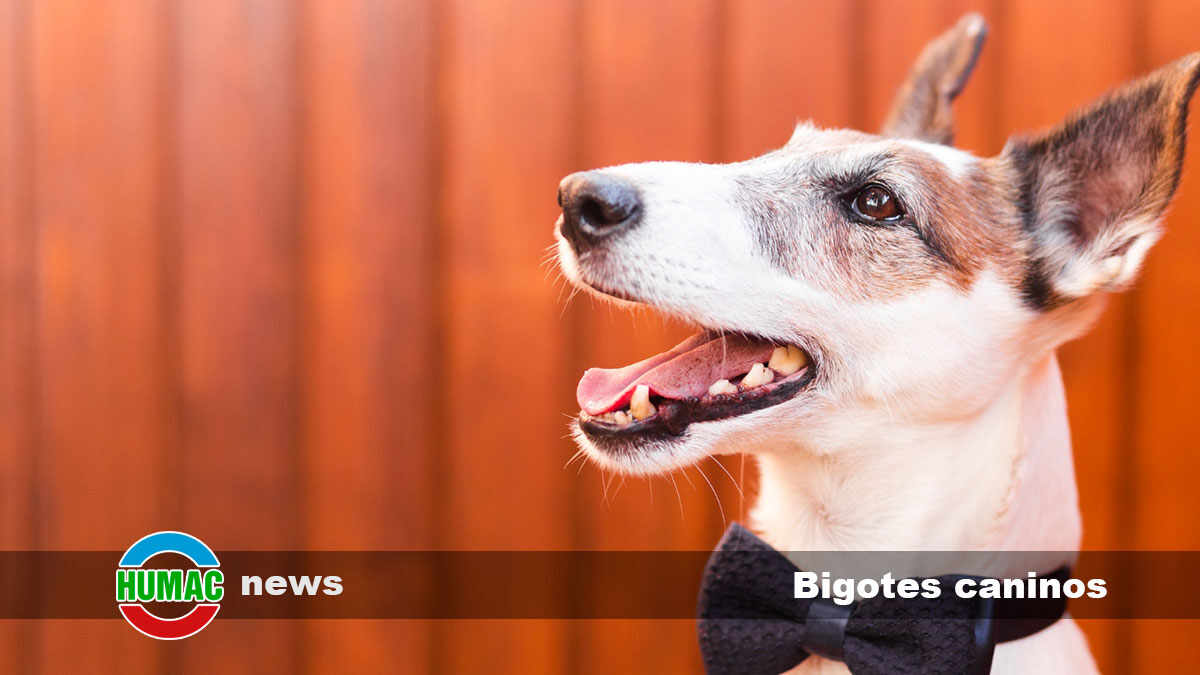 Bigotes caninos: Más que solo pelos
